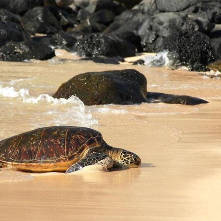 Willa Kaleialoha 309 Kahana Zewnętrze zdjęcie